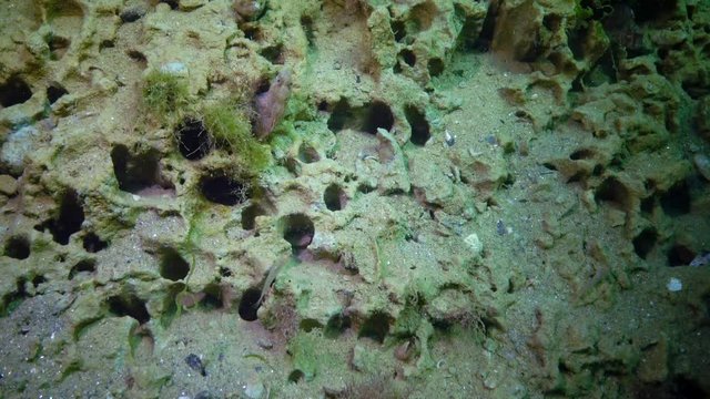 The fish Tentacled blenny (Parablennius sp.) lives in a mink, in clay on the seabed, which the mollusk dug Barnea candida (Pholas candidus). Black Sea