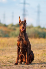 Doberman posing in a park  puppy