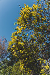 native Australian wattle tree about to bloom
