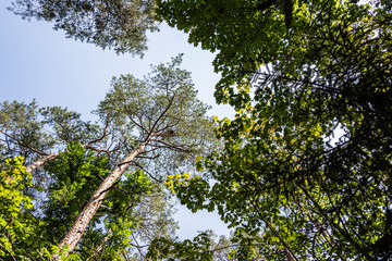 Low angle view of beech forest in springtime