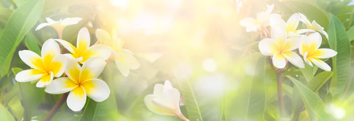 Gordijnen Blossoming frangipani flowers of soft pastel color in blur style © didecs