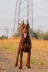 Doberman posing in a park  puppy