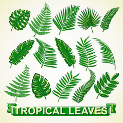 Set of tropical leaves. Collection icon tropical leaves. Vector