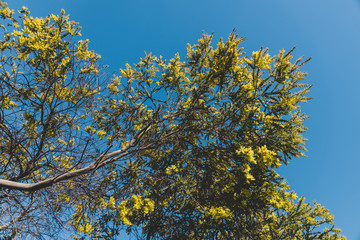 native Australian wattle tree about to bloom