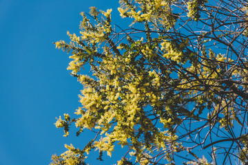 native Australian wattle tree about to bloom