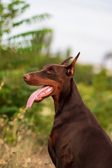 Doberman posing in a park  puppy