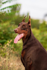 Doberman posing in a park  puppy