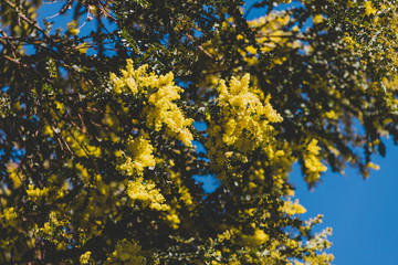 native Australian wattle tree about to bloom