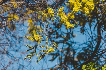 Fototapeta premium native Australian wattle tree about to bloom