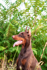 Doberman posing in a park  puppy