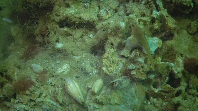 The fish Tentacled blenny (Parablennius sp.) eats shellfish dug from clay Barnea candida (Pholas candidus). Black Sea