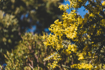 native Australian wattle tree about to bloom