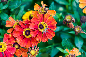 Red Helenium flowers in the garden