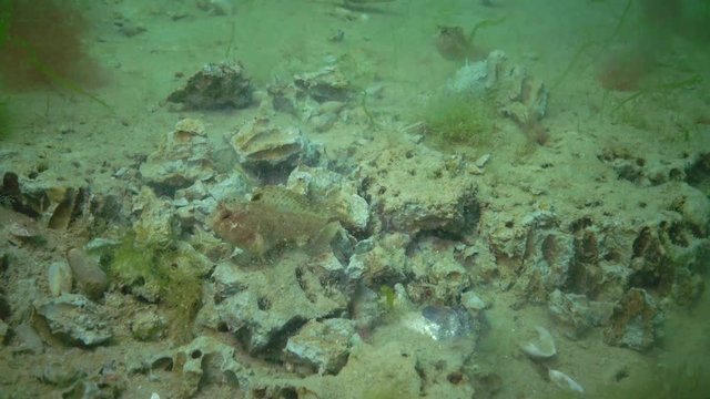 The fish Tentacled blenny (Parablennius sp.) eats shellfish dug from clay Barnea candida (Pholas candidus). Black Sea