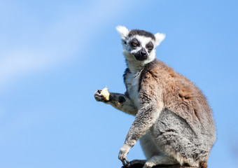 Obraz premium Ring-tailed lemur sitting on a rock eating fruit