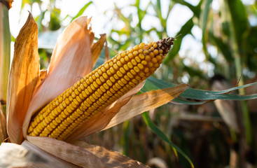 Ripe corn on the cob in a field