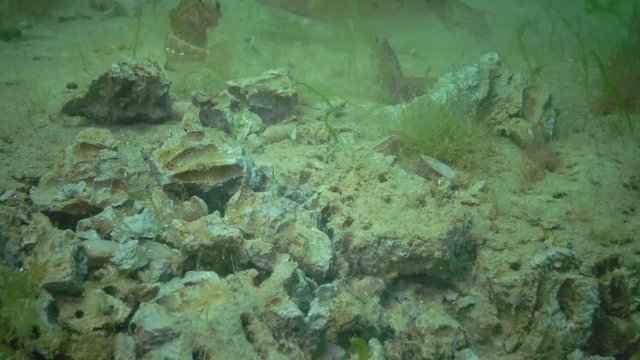 The fish Tentacled blenny (Parablennius sp.) eats shellfish dug from clay Barnea candida (Pholas candidus). Black Sea