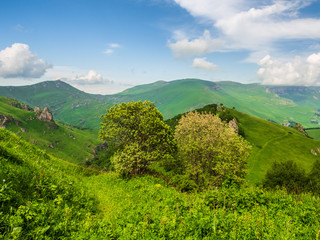 Group of trees growing on hillside in Dilijan national park, Armenia