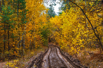 Fototapeta na wymiar dirt road in the autumn forest on a rainy day