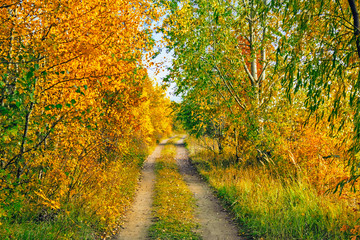 Fototapeta na wymiar dirt road in the autumn forest on a sunny day