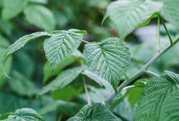 green raspberry leaves in the garden