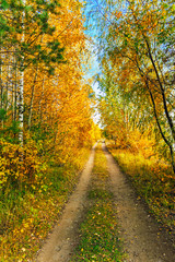 Obraz premium dirt road in the autumn forest on a sunny day