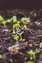 close-up of small basil seedlings popping up from the ground