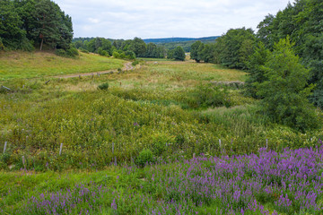 Blick in ein Tal mit einem Lupinenfeld im Vordergrund