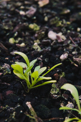 close-up of small basil seedlings popping up from the ground