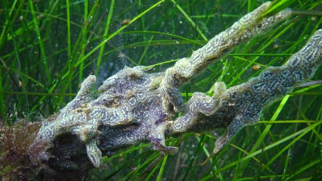 Botryllus schlosseri, commonly known as the star ascidian or golden star tunicate, is a colonial ascidian tunicate. Black Sea