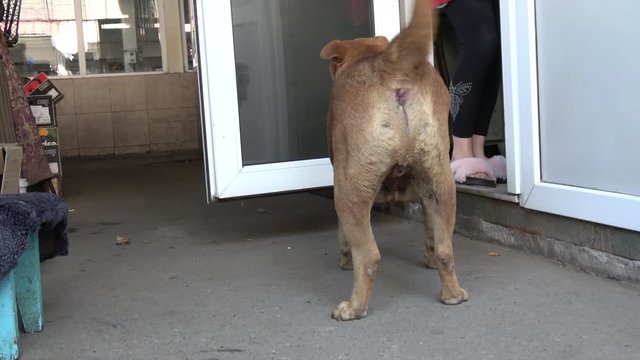 Kherson, Ukraine - 17th of August 2019: 4K People feed a fat stray dog in the market