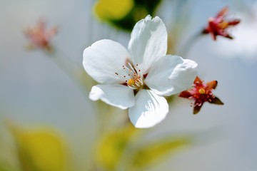 Macro of a single white Cherry blossom flower. Soft focus, blur and bokeh in the back