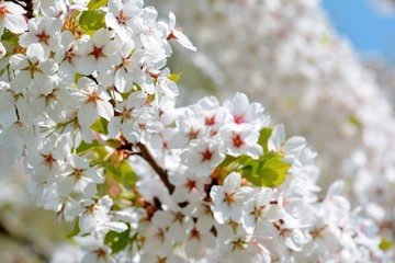 White Cherry blossom. Soft focus, blurred background. Spring time during April. White blooming petals