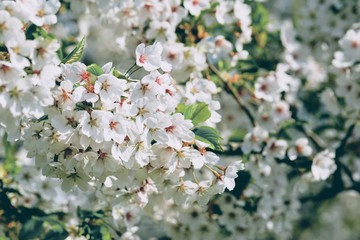 White Cherry blossom. Soft focus, blurred background. Spring time during April. White blooming petals