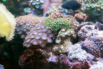 coral and fish