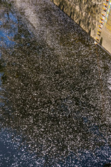 神田川を流れる桜の花びら