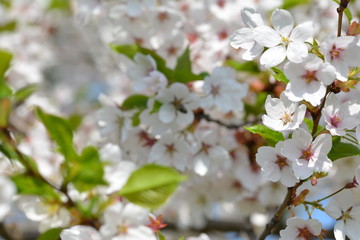 White Cherry blossom. Soft focus, blurred background. Spring time during April. White blooming petals