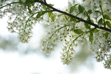 Birdcherry (Prunus padus) tree flowering. Green bokeh, blur and sunshine in the background. Soft focus
