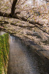 Fototapeta premium 神田川桜並木の風景