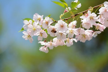 Pink Sakura Cherry blossom against blue sky. Soft focus, blurred background. Spring time during April. White blooming petals
