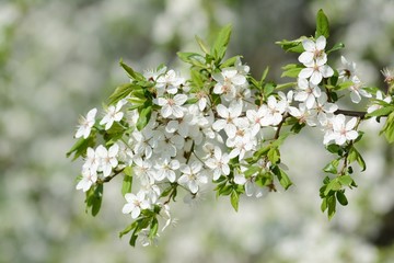 White Cherry blossom. Soft focus, blurred background. Spring time during April. White blooming petals