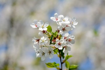 White Cherry blossom against blue sky. Soft focus, blurred background. Spring time during April. White blooming petals