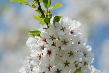 White Cherry blossom against blue sky. Soft focus, blurred background. Spring time during April. White blooming petals