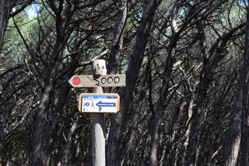 Sign in the pine trees and pinewood forest on the seaside, Beach and sea of Marina di Cecina, Maremma, Tuscany, Italy, Europe - obrazy, fototapety, plakaty