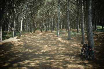 Bicycles in the pine trees and pinewood forest on the seaside, Beach and sea of Marina di Cecina,...