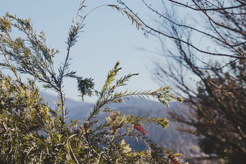 native Australian bottle brush callistemon tree in bloom with red flowers