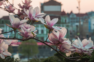 Blooming japanese magnolia in sunset light in the city