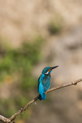 Eisvogel in der Schweiz