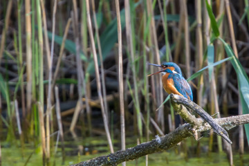 Eisvogel in der Schweiz