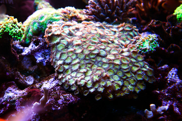 red sea coral and tropical fish